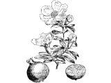 Pomegranate (Punica granatum) Heb. RiMON (Num.20.5, Deut.8.8, Song.8.2, 1King.7.18, 2King.25.17, Jer.52.22, Ex.28.33)